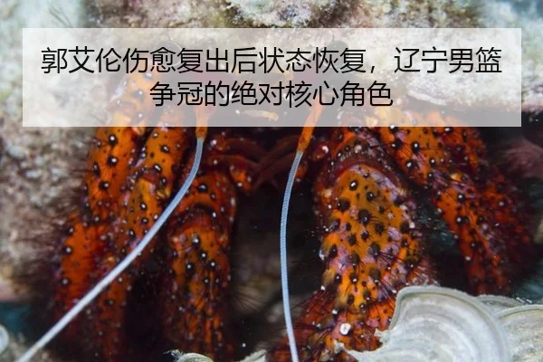 郭艾伦伤愈复出后状态恢复，辽宁男篮争冠的绝对核心角色